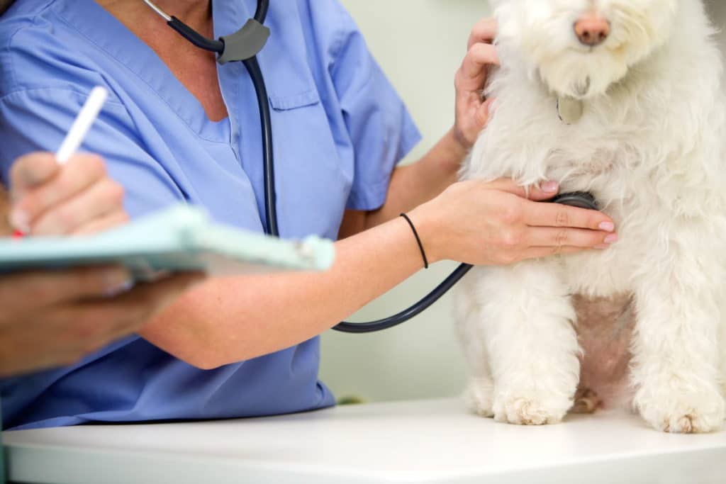 clinica veterinaria.jpg
