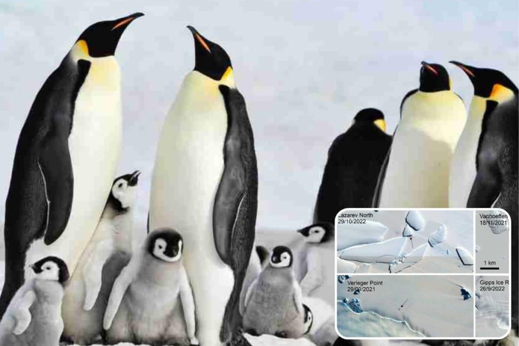 colonie pinguini.jpg