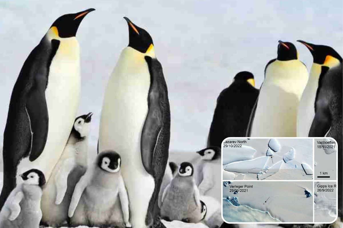 Antartide: scoperte 4 colonie di pinguino imperatore finora sconosciute grazie ai satelliti 1 colonie pinguini.jpg