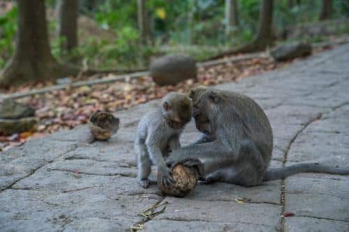 common long tailed macaques m.jpg