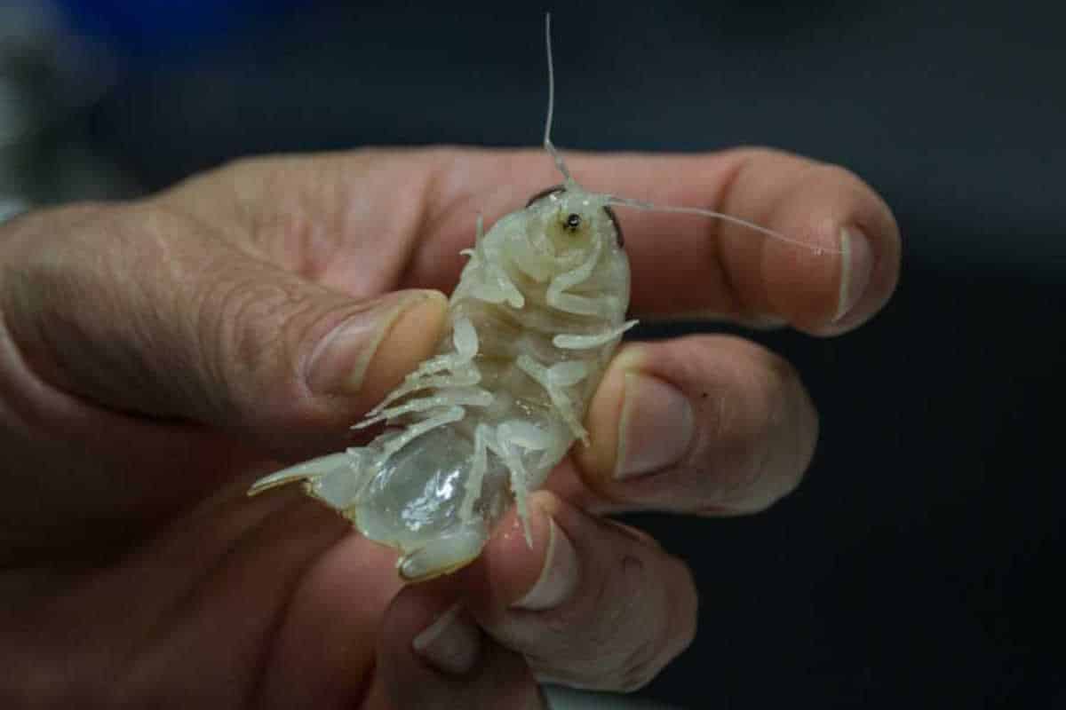 Antichissima specie di crostaceo “trasparente” e dagli occhi giganti scoperta nelle profondità dell’Atlantico 1 crostaceo.jpg