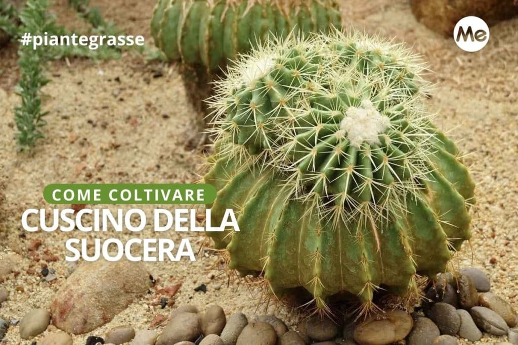 cuscino.jpg