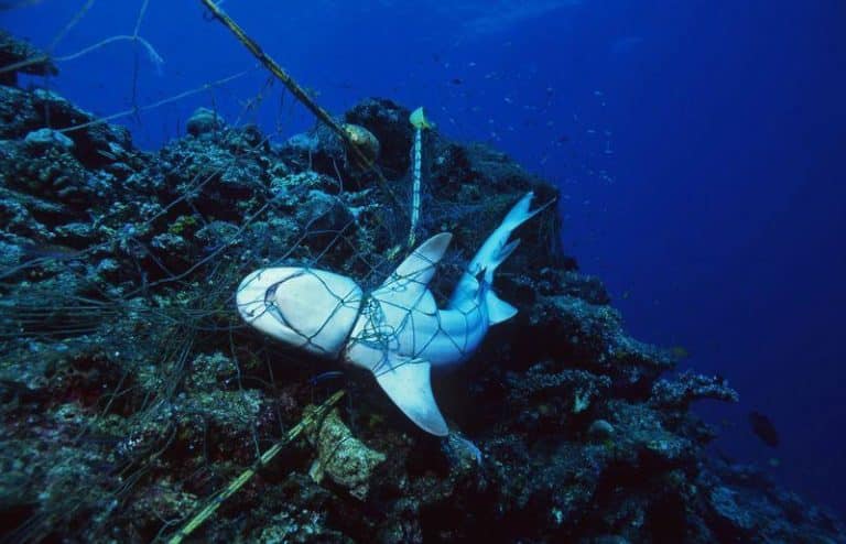 dead shark caught in a fishing net m.jpg