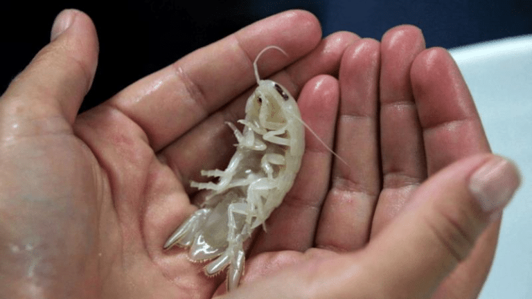 deep sea isopod m.png