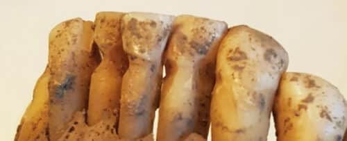 denti 500x203.jpg