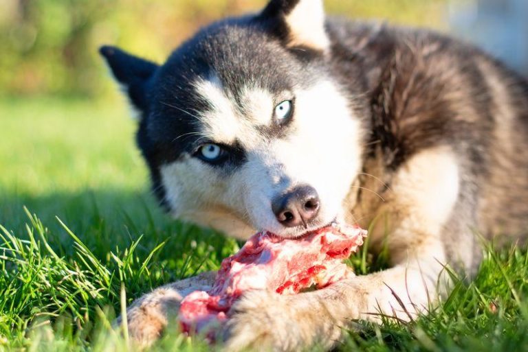 dog eating bone m.jpg