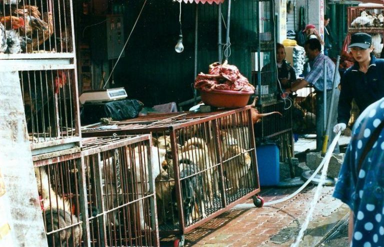 dogs in cages m.jpg