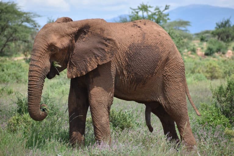 elefante maschio no zanne c.jpg