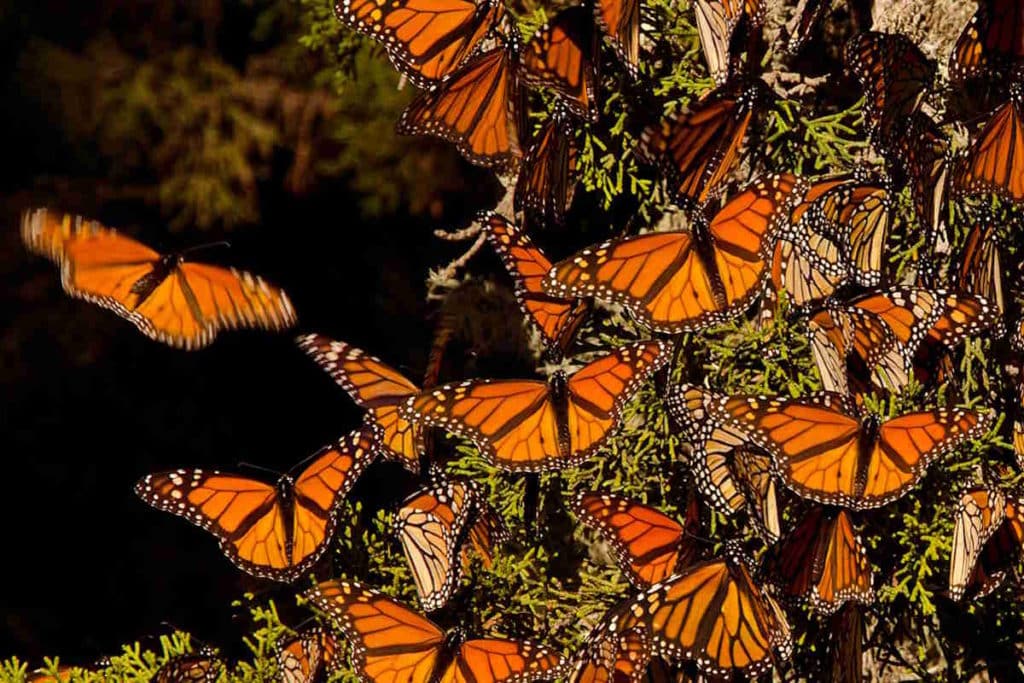 farfalle monarca.jpg