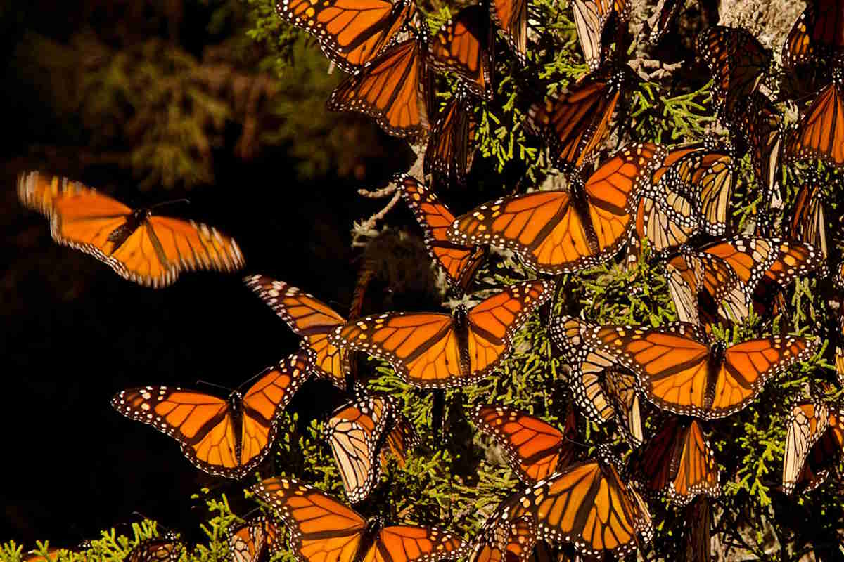 Migliaia di farfalle monarca colorano d’arancione i boschi del Messico 1 farfalle monarca.jpg