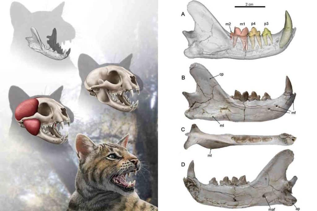 felino preistorico.jpg