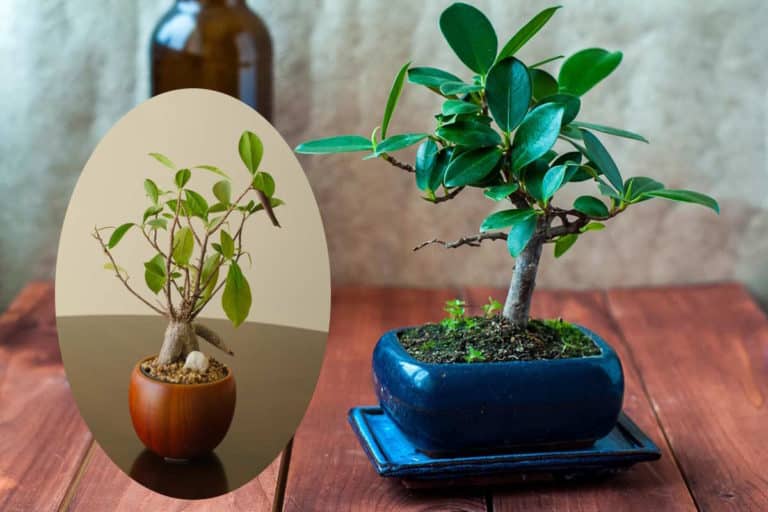 ficus perde foglie.jpg