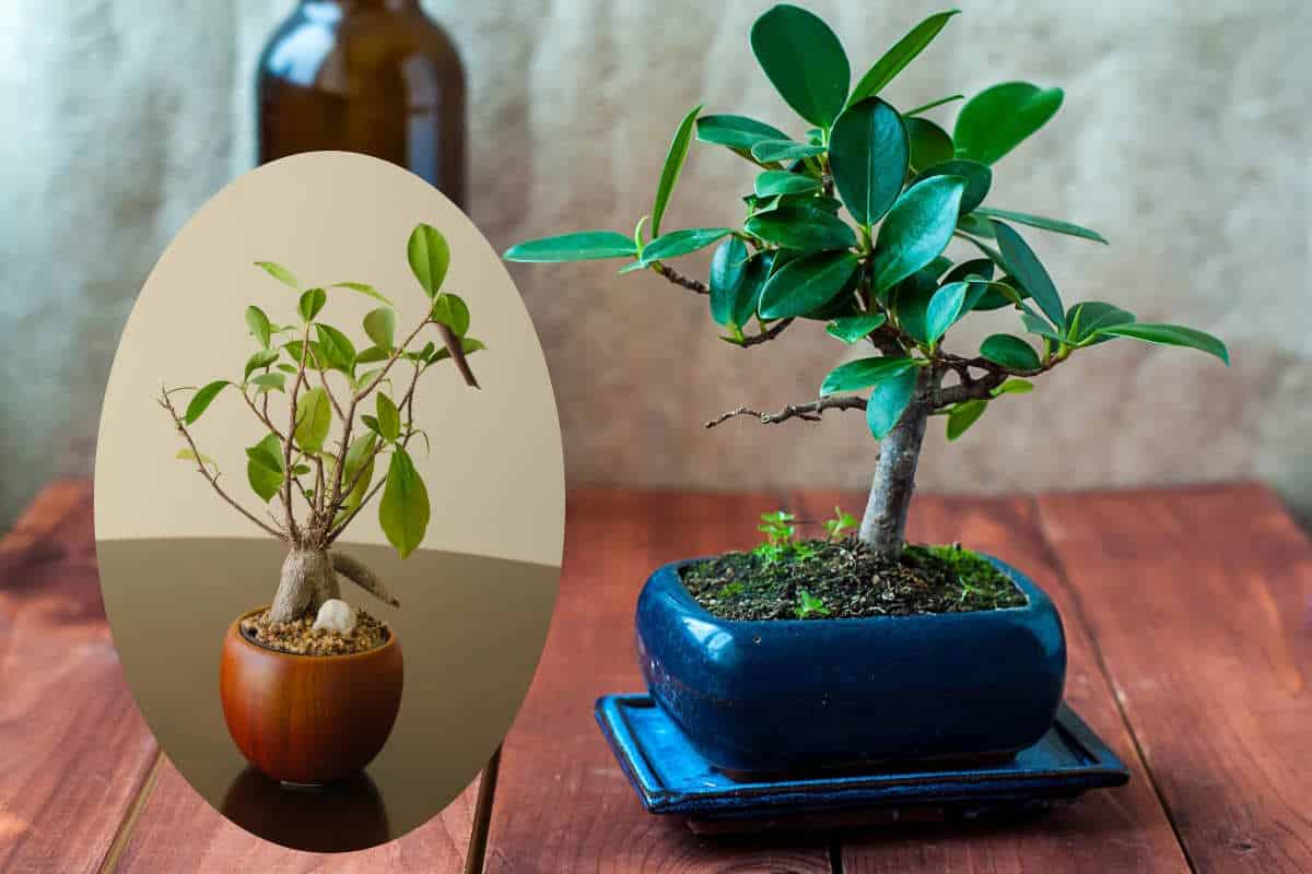 ficus perde foglie.jpg