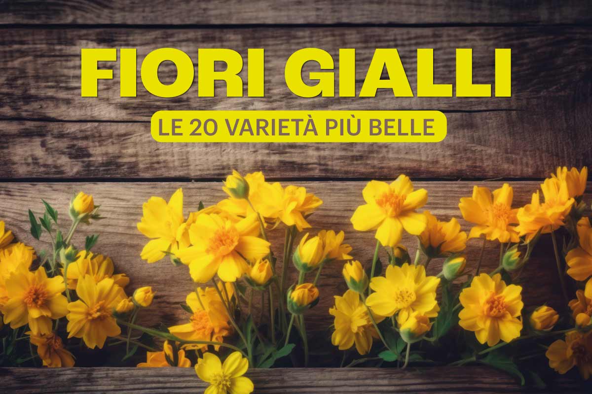 fiorigialli.jpg