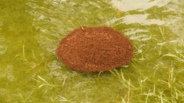 fire ant rafts m.png