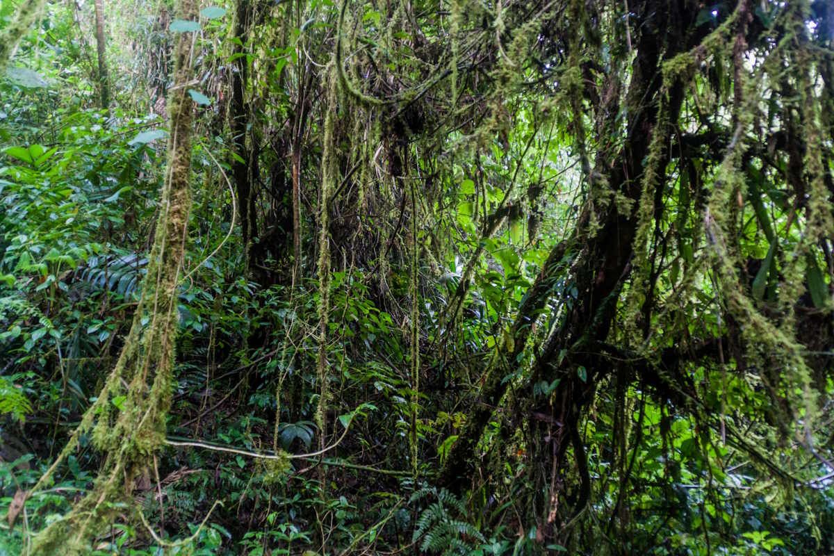 foresta panama.jpg