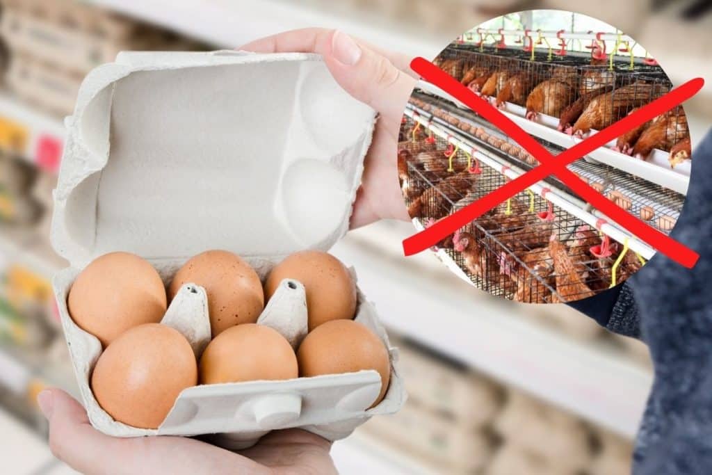 galline ovaiole.jpg