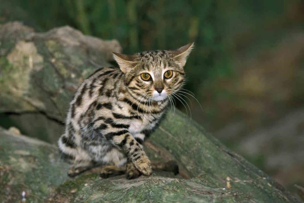 gatto dai piedi neri.jpg