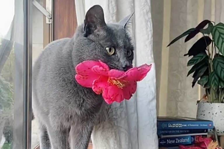 gatto fiori.jpg