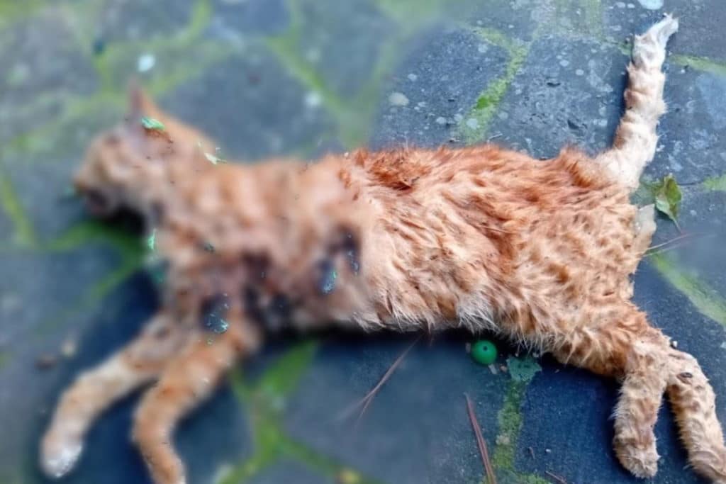 gatto petardi.jpg