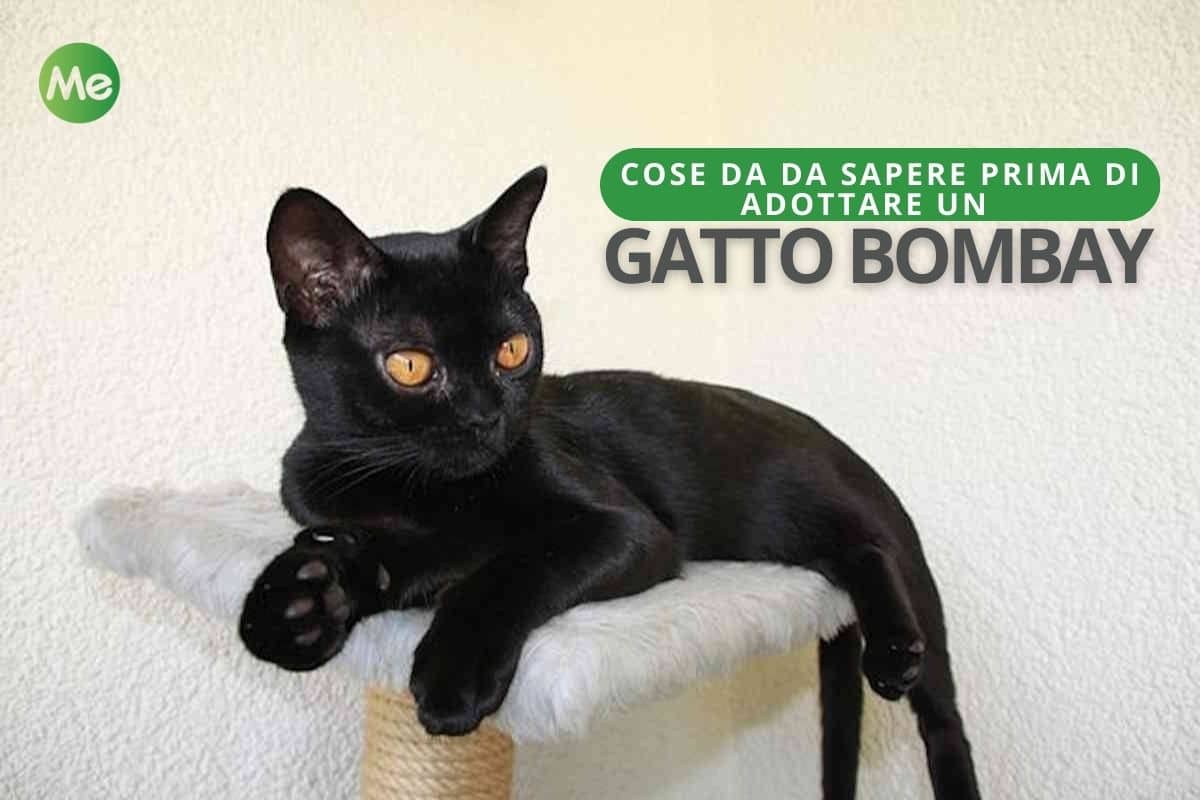 Bombay: tutto quello che devi sapere prima di adottare questo affascinante gatto nero 1 gatto bombay.jpg