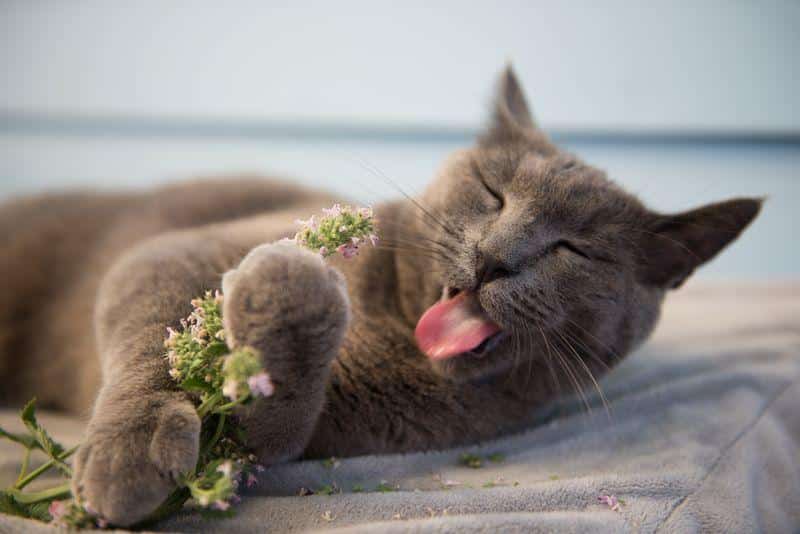 gray cat lying down licking some catnip m.jpg
