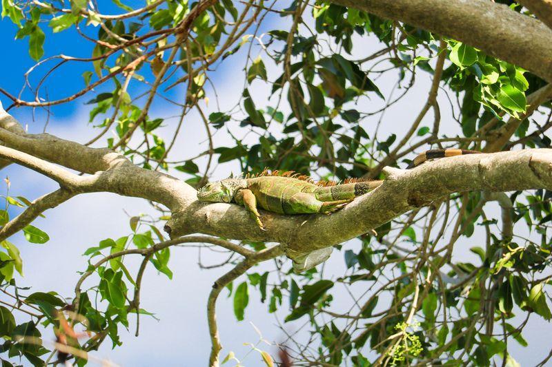 green iguana m.jpg