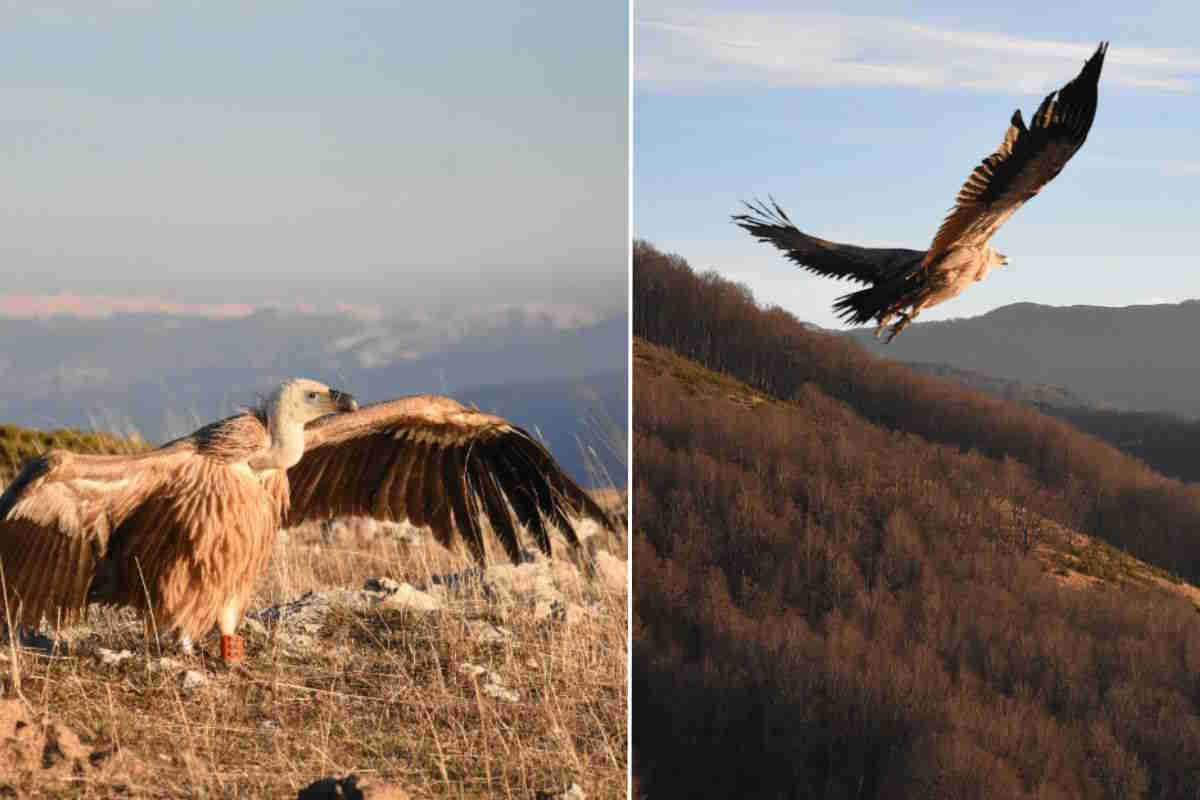 L’emozionante volo di un giovane grifone, tornato in libertà nei cieli d’Abruzzo 1 grifone Abruzzo.jpg
