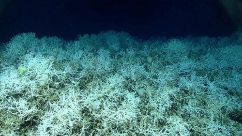habitat barriera corallina Stati Uniti 500x281.jpg