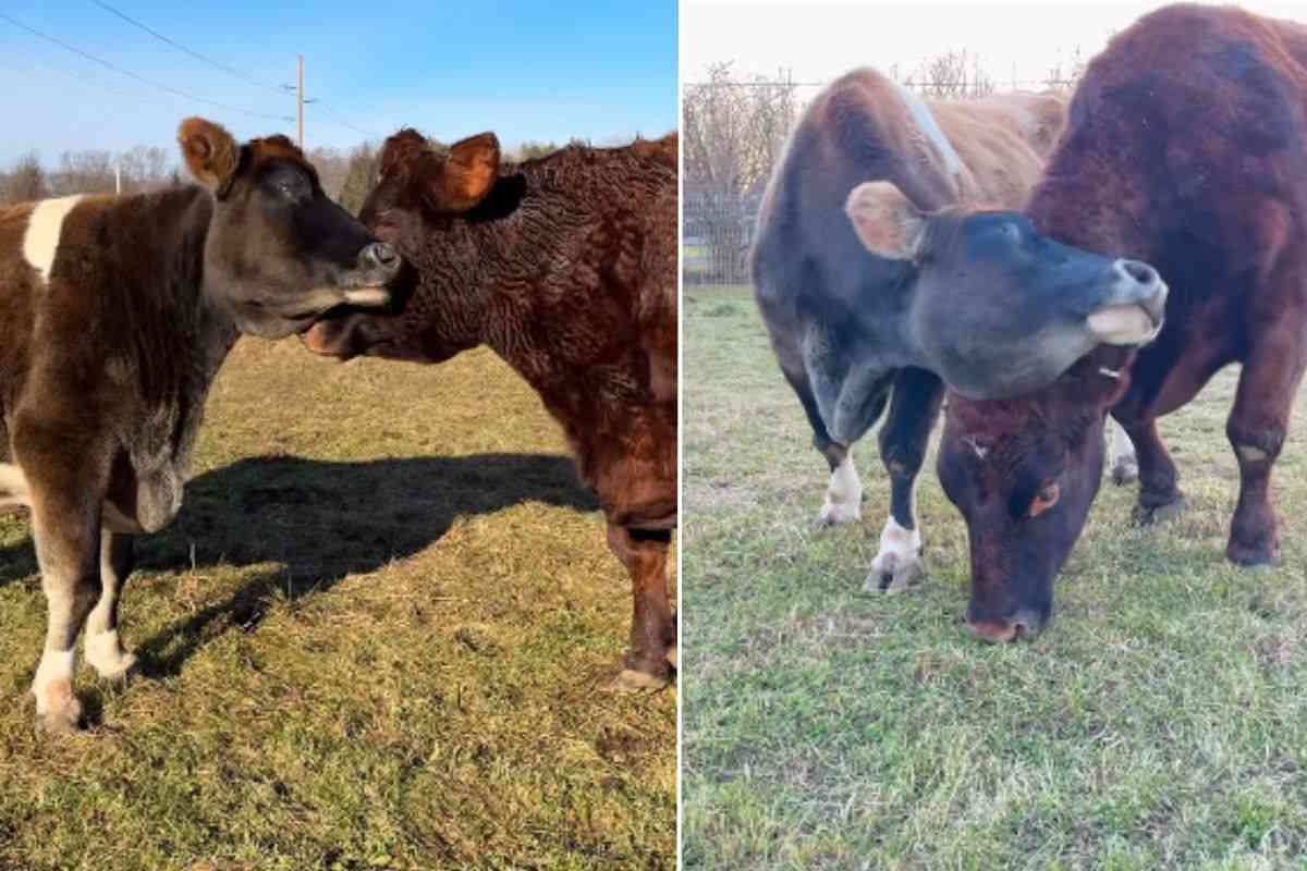 Sfruttata dall’industria del latte, questa mucca cieca rinasce in un santuario (grazie a un’amicizia speciale) 1 helene margaret.jpg