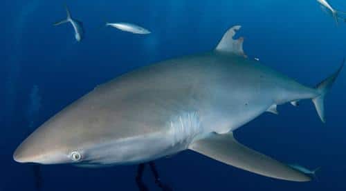 injury to silky shark m.jpg