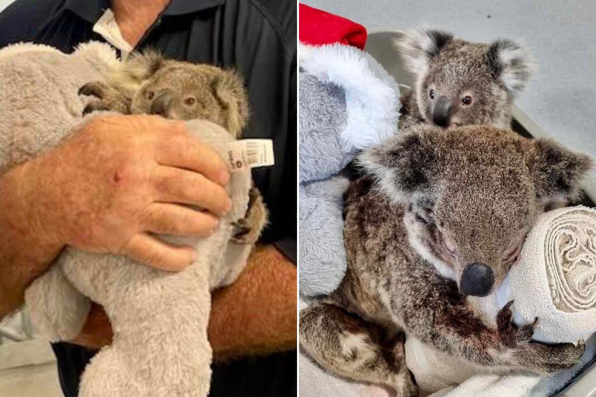 VASSAGO Collana Mamma E Figlio: Ciondolo Koala In Acciaio Inox, Catena Clavicolare Per Donne, Regalo Per La Festa Della Mamma