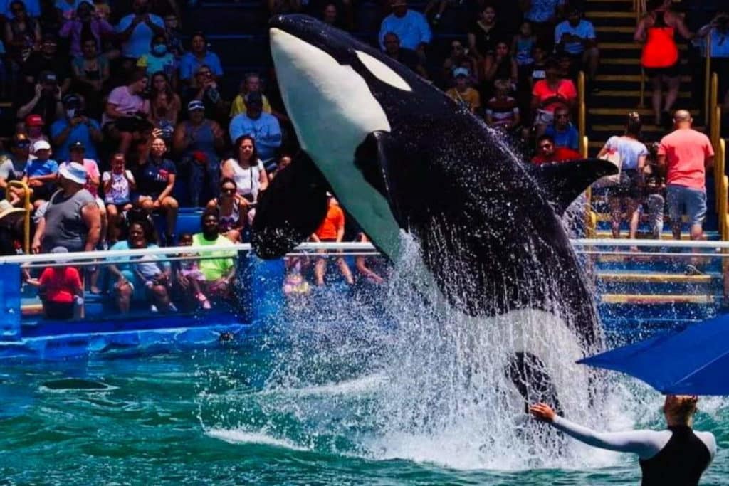 lolita orca.jpg