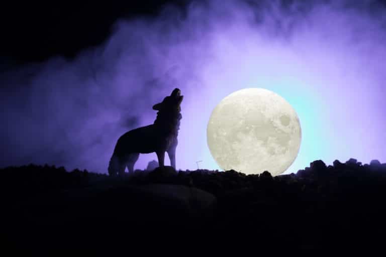 luna del lupo 25gen2024.jpg