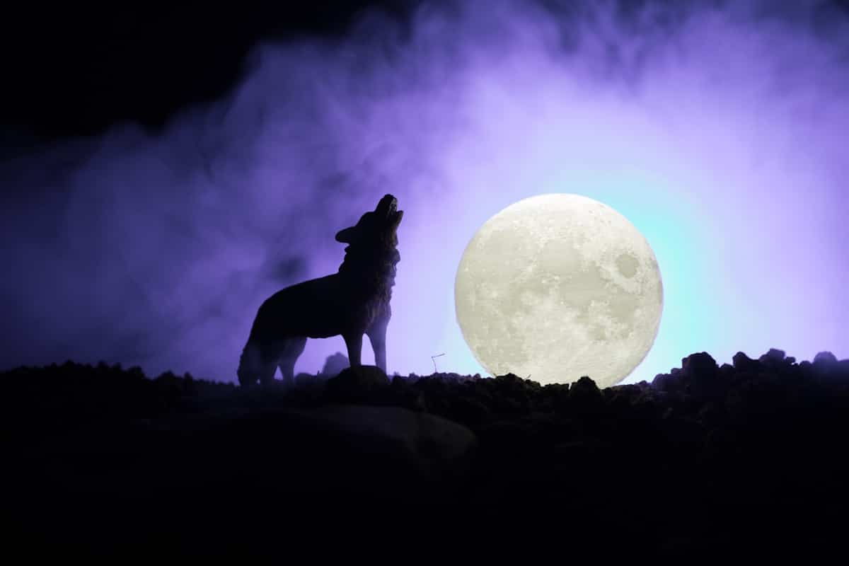 Tra pochi giorni non perdiamo la splendida Luna del Lupo, la prima luna piena dell’anno 1 luna del lupo 25gen2024.jpg