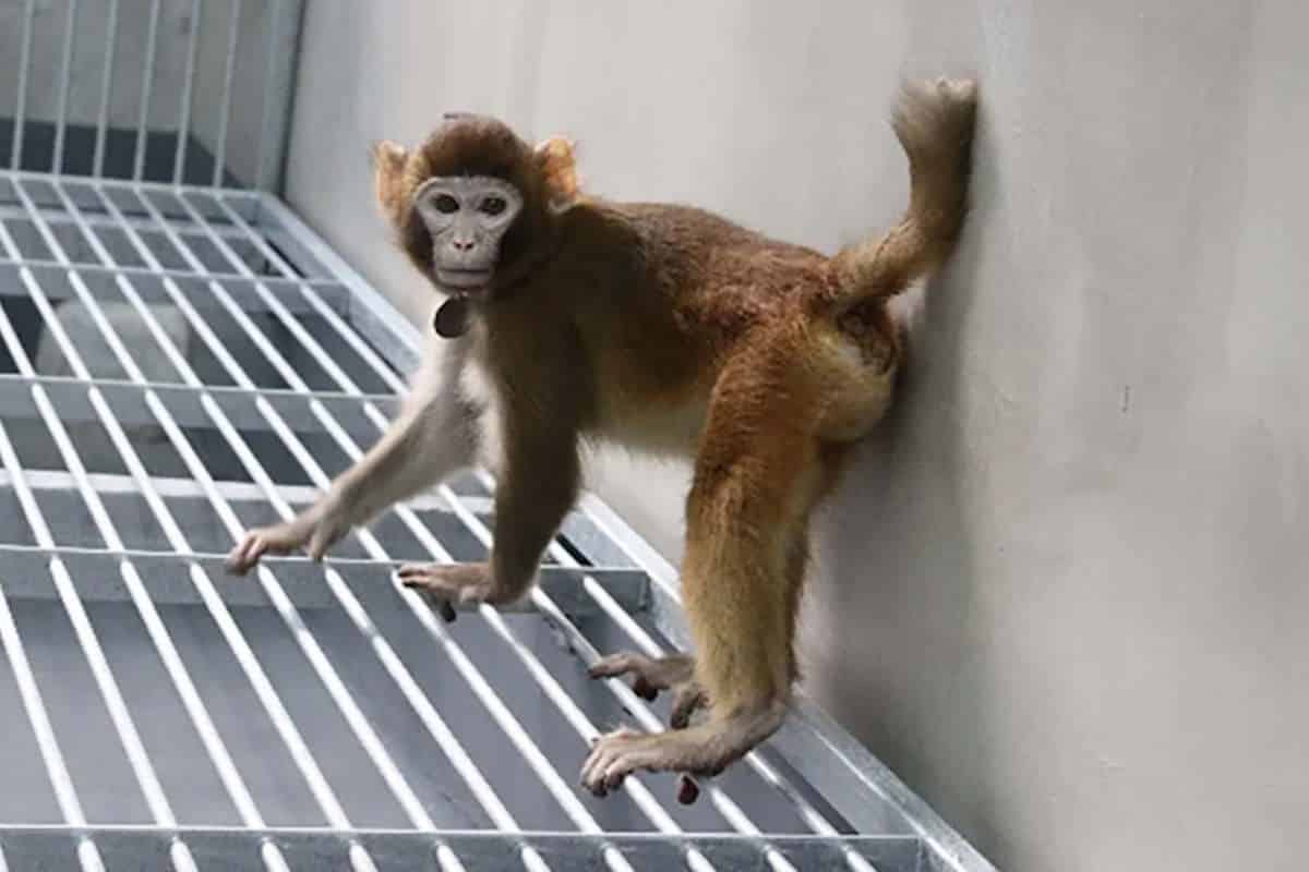 macaco lab.jpg