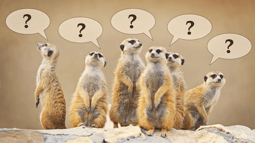 meerkats with question marks m.png