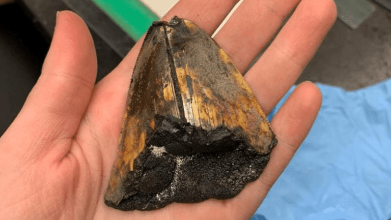 megalodon tooth seabed m.png