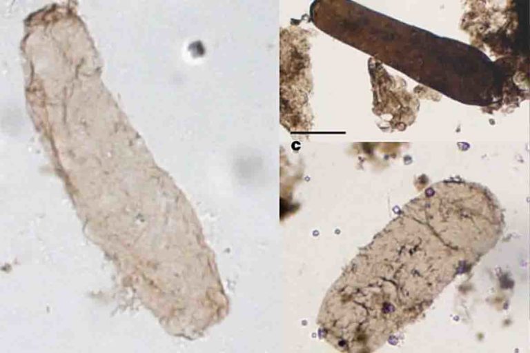 microfossile di Navifusa majensis.jpg