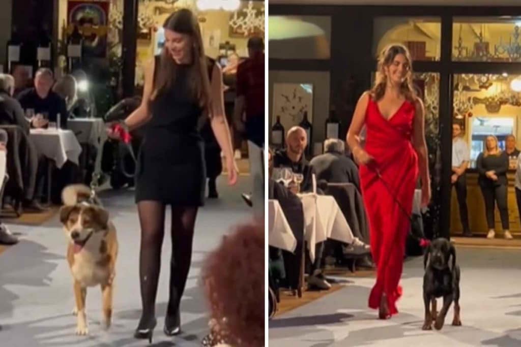 moda cani.jpg