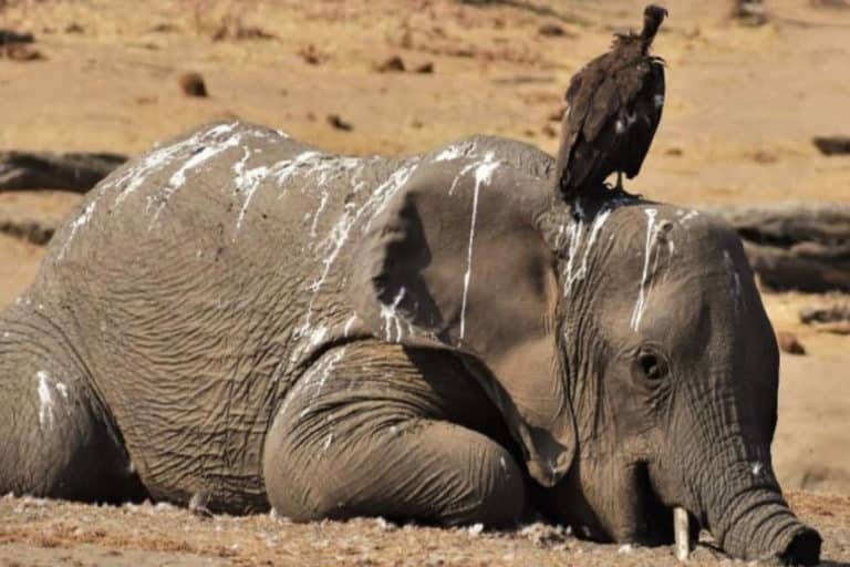 moria elefanti zimbabwe.jpg