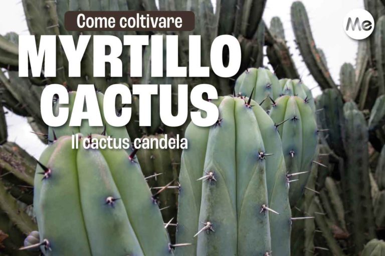 myrtillocactus 1.jpg
