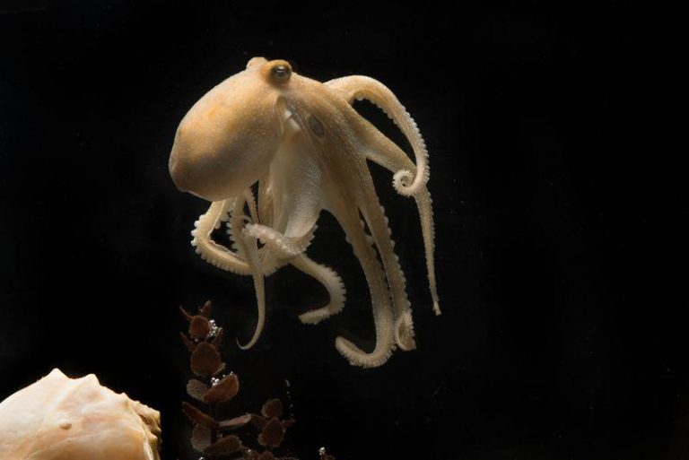 octopus bimaculoides m.jpg
