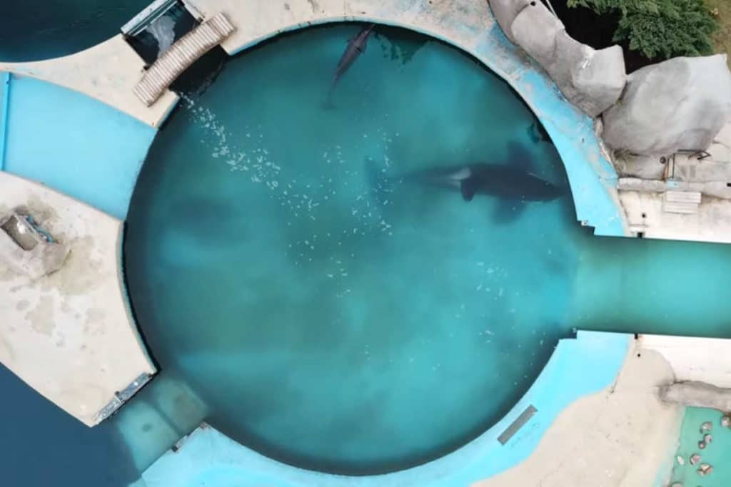 orca dimenticata.jpg