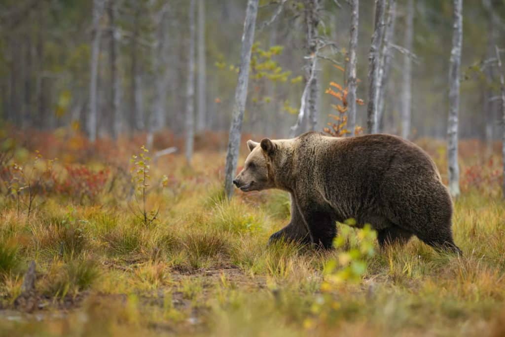 orso bruno.jpg