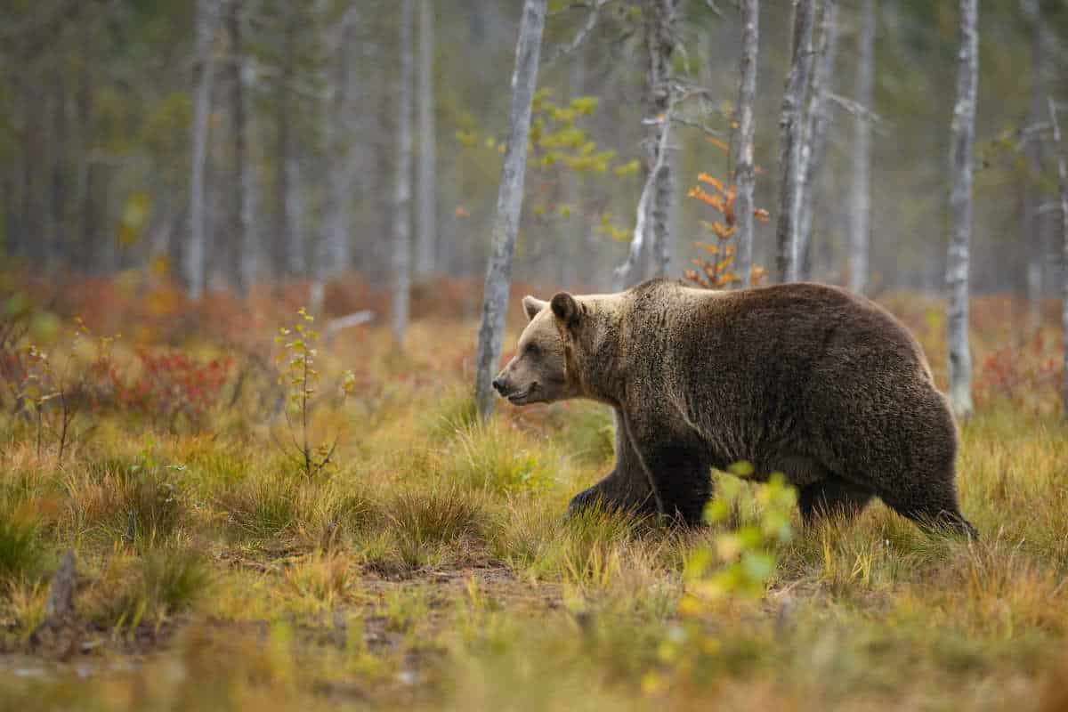 orso bruno.jpg
