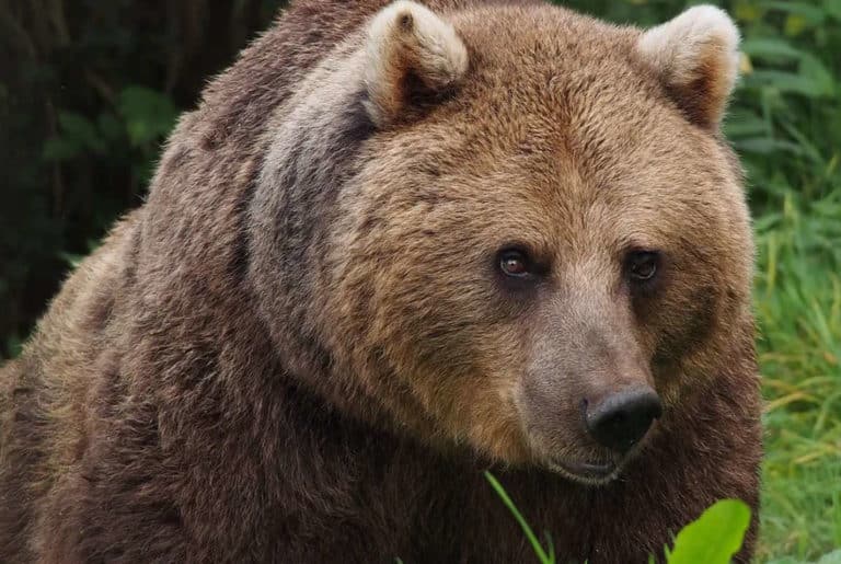 orso mj5.jpg