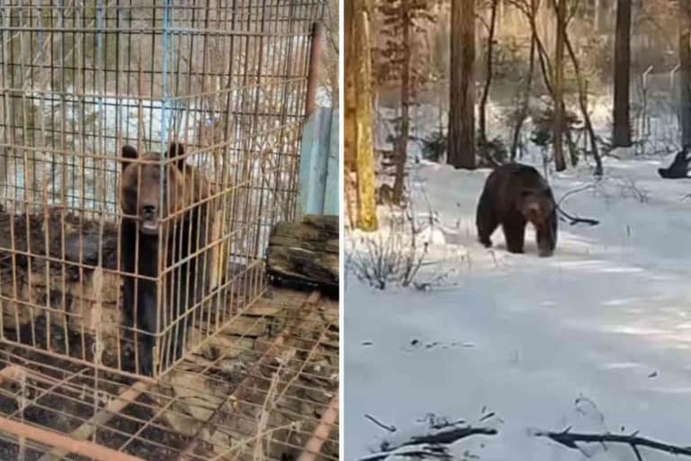 orso ucraina.jpg