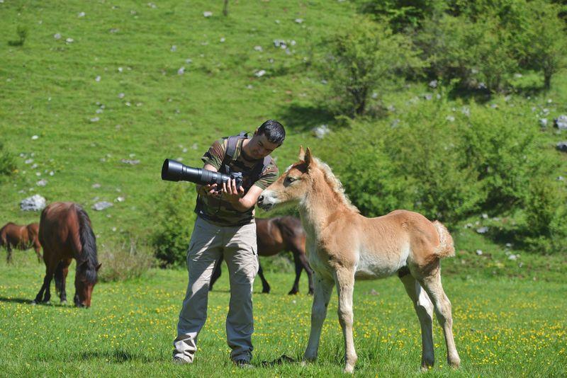 person showing a camera with a long lens to a brown and white foal in a green field two other horses in the background m.jpg