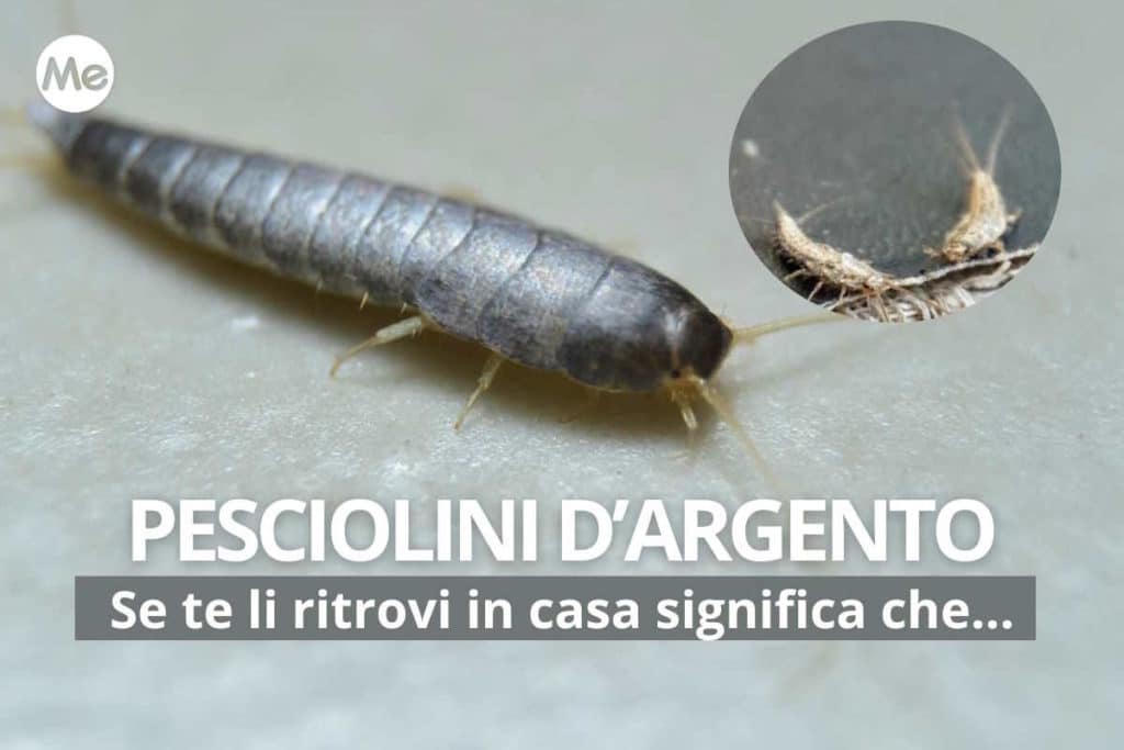 pesciolino argento cover.jpg